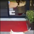 Gatta ruba una busta di pollo al supermercato per sfamare i cuccioli: il video emozionante