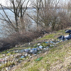 Rovigo. Po e Adige sono pieni di plastica: il Grande fiume trasporta fino a 38 mila rifiuti ogni ora