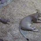 Lo scherzo del cucciolo a mamma leonessa è una delle cose più divertenti mai viste