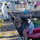 Fiumicino, migliaia di pesci morti trasportati dal Tevere