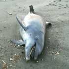 Delfino trovato morto sulla spiaggia di Pescia Romana