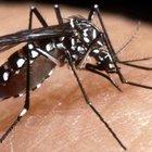 Chikungunya: 6 nuovi casi nel Lazio, 3 ad Anzio e 3 nella Capitale
