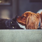 Bonus animali domestici, arriva il contributo spese veterinarie per chi ha cani e gatti (e non solo): quanto vale e come richiederlo