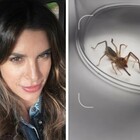 Elisabetta Canalis, paura per il "ragno che fugge dal sole" in casa: «È velocissimo e il suo morso è doloroso»
