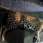 Femmina di leopardo muore allo zoo durante il prelievo anti-covid, schiacciata dalla gabbia