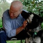 Biden, la "carica" dei cani alla Casa Bianca: Major Dog pronto alla riscossa