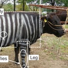 Tatuare una zebra su una mucca riduce l'uso dei pesticidi
