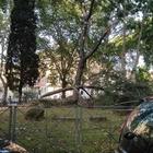 Roma, tragedia sfiorata: un grosso ramo di pino crolla sulle panchine