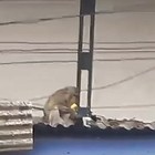 Scimmia rapisce un gattino e lo tiene in ostaggio mentre mangia banane, residenti e passanti sotto choc