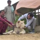 Il commercio dei leoni bianchi in Pakistan