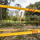 Villa Borghese, cade un albero colpito da fulmine