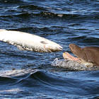 Il salmone finisce dritto dritto nelle fauci del delfino