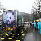 Fu Bao addio: la Corea del Sud saluta il suo panda gigante. Il guardiano che lo ha cresciuto: «Ti ricorderemo sempre»
