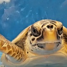 Un milione di tartarughe marine uccise illegalmente negli ultimi trent'anni, lo studio choc