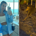 Elettra Lamborghini, la disavventura nella sua casa di Miami: «Ho visto un opossum»