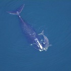 Il cucciolo di balena nera appena nato e già morto. Perché è una pessima notizia per gli oceani