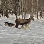 Cortina, cervo attaccato e ferito dai cani ma lui riesce a scappare