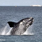 Registrato per la prima volta il "canto" di una delle balene più rare del mondo