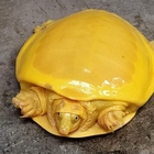 Scoperta una rarissima tartaruga gialla, è il secondo esemplare al mondo