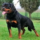 Rottweiler aggressivo, assicurazione obbligatoria e corso di formazione per il cane e l'incauta proprietaria