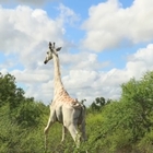 L'ultima giraffa bianca conosciuta sarà protetta dai bracconieri grazie a un Gps