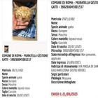 Roma, il mistero del gatto ferito "evaso" dal canile della Muratella