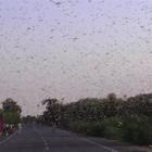 India, è la peggiore invasione di locuste degli ultimi 70 anni