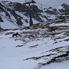Ovindoli, lupi “ballano” vicino alle piste da sci: spettacolo all'alba
