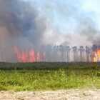 Incendio di vaste proporzioni a Roca: brucia un canneto. Al lavoro anche due canadair