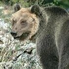 «L'orso Mj5 sarà abbattuto»: Fugatti firma l'ordinanza. Ma non è l'animale che ha ucciso il runner Andrea Papi