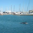 Ostia, un altro delfino trovato morto in mare