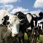 Auto va a schiantarsi contro una mandria: morte 5 mucche nel Bergamasco
