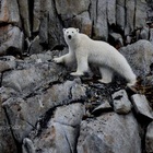 Orsi polari ridotti alla fame a caccia di uova anziché di foche. «Colpa dei cambiamenti climatici»