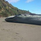 Balenottera azzurra morta trovata spiaggiata sulla costa: è il mammifero più grande della Terra