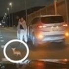 Chihuahua rischia la vita in autostrada: la corsa estrema e il salvataggio degli automobilisti