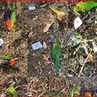 Virus sconosciuto uccide migliaia di pappagalli in Australia, i veterinari: «Smettete di alimentarli»