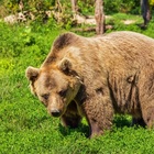Duecento orsi condannati a morte in Slovenia: «Sono troppi». La protesta delle associazioni: «Strage senza senso»
