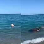 Calabria, squalo nuota a pochi metri dalla riva a Badolato