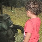 Lutto allo zoo, la gorilla Helen muore a 64 anni