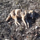 Lupo morto avvelenato, allarme nel Parco nazionale d'Abruzzo: trovate esche letali
