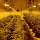 immagine Caivano, sorpresi dai carabinieri ad irrigare marijuana: arrestati