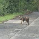 Roma, è allarme lupi: «Avvistati a pochi chilometri dal Centro e al Parco dell’Appia Antica»
