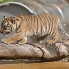Australia, i cuccioli di tigre giocano allo zoo