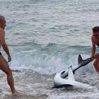 Sardegna, squalo stremato tirato fuori dall'acqua