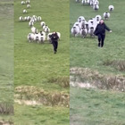 Inseguita da un gregge di 37 pecore e 2 arieti mentre passeggia