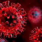 Virus, la scoperta degli scienziati britannici: gli anticorpi del lama neutralizzano il Covid