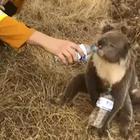 Baby koala salvati dagli incendi in Australia, il video commuove il web