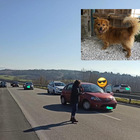 Sora - Automobilisti coraggiosi bloccano traffico in superstrada per salvare un cane