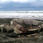Pescia Romana, tartaruga morta trovata sulla spiaggia