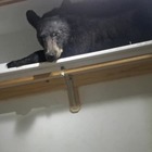 «Cara, c'è un orso che dorme nell'armadio...». E il video diventa virale